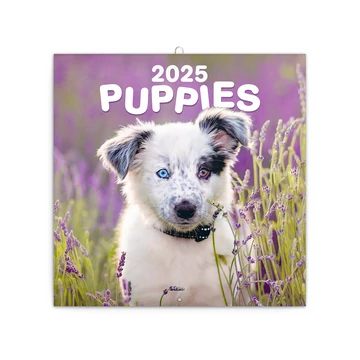 Falinaptár képes lemeznaptár 300x300mm, Puppies Realsystem 2026.