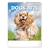 Falinaptár képes  300x340mm Dogs Realsystem 2026.