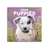 Falinaptár képes lemeznaptár 300x300mm, Puppies Realsystem 2026.